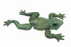 Frog Floater