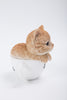 Pet Pals - Teacup Kitten Orange Tabby