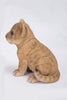 Pet Pals - Lion Cub Sitting