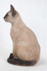 Cat-Siamese Cat Sitting