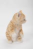 Cat-Orange Tabby Kitten Playing