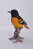 Oriole On Branch