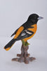 Oriole On Branch