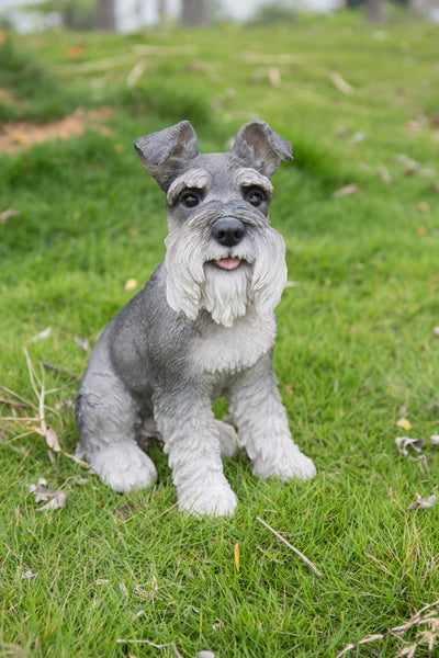 Grey Schnauzer