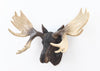 Moose Head Hangs On Wall