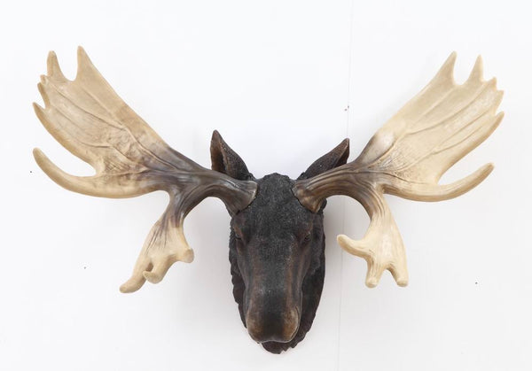 Moose Head Hangs On Wall