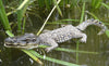 Crocodile Floater