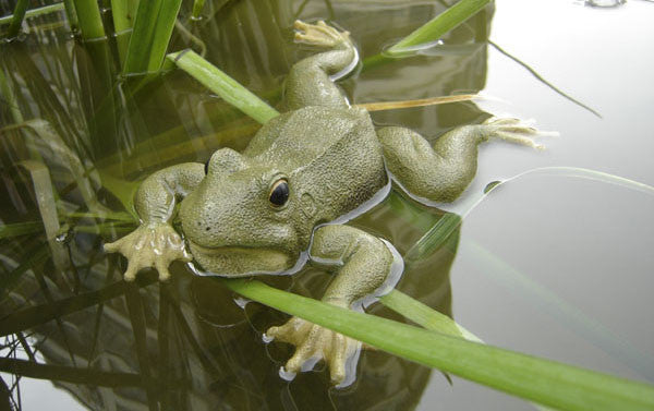 Frog Floater