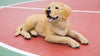 DOG-LABRADOR RETRIEVER LYING DOWN - YELLOW