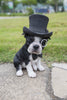 Boston Terrier with Top Hat - Spectacle and Bow Tie