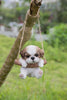 Hanging Shih Tzu Puppy