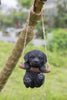 Hanging Black Lab Puppy