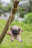 Hanging Pug Puppy