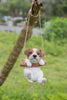 Hanging Jack Russell Terrier Puppy