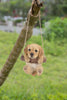 Hanging Golden Retreiver Puppy