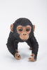 Pet Pals - Chimpanzee Baby Running