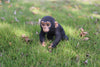 Pet Pals - Chimpanzee Baby Running