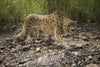 Cheetah Prowling