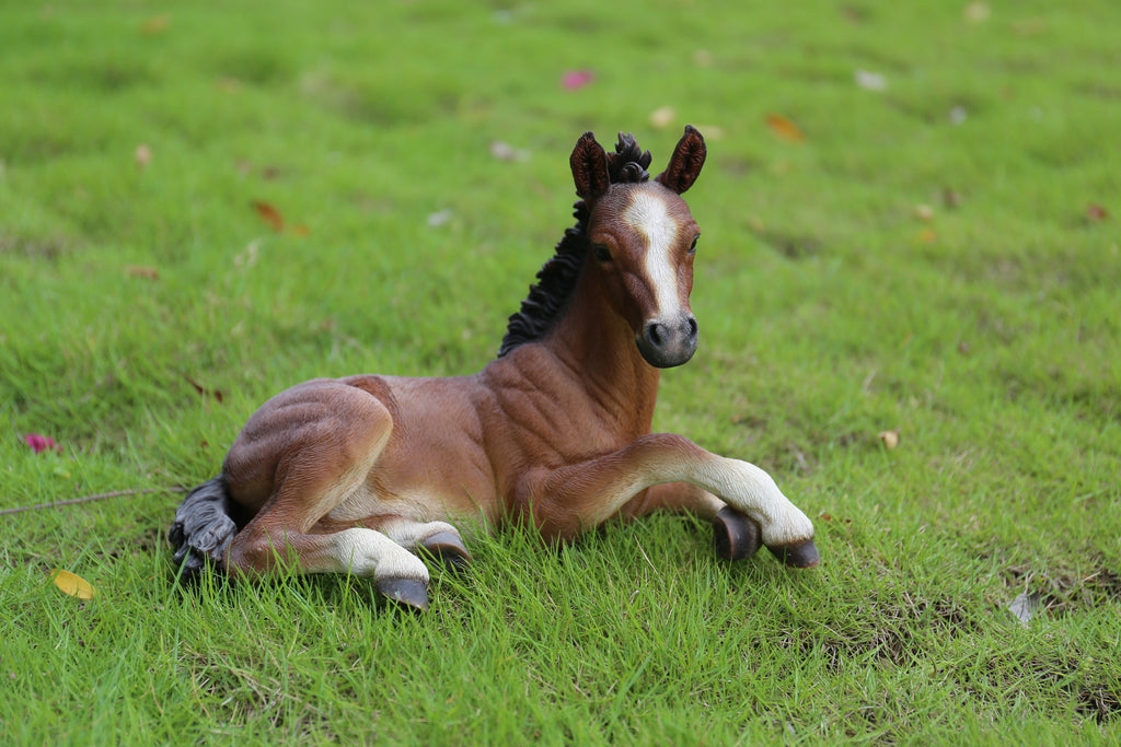 Horse Colt Laying Down
