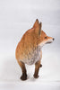 Fox Walking Statue