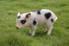 Standing Pig Statue with Black Spots