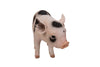 Standing Pig Statue with Black Spots