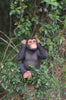 Hear No Evil Sitting Monkey Statue