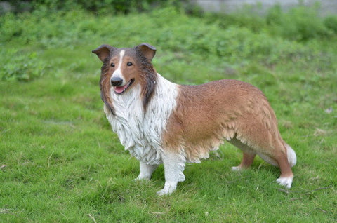 Dog - Collie
