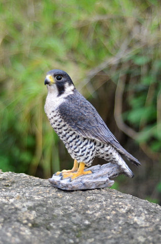 Peregrine Falcon