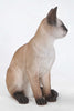 Cat-Siamese Cat Sitting