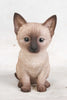 Cat-Siamese Kitten