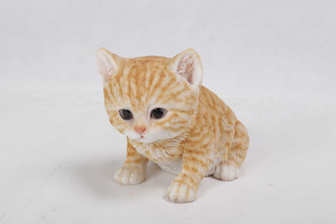 Cat-Orange Tabby Kitten Sitting