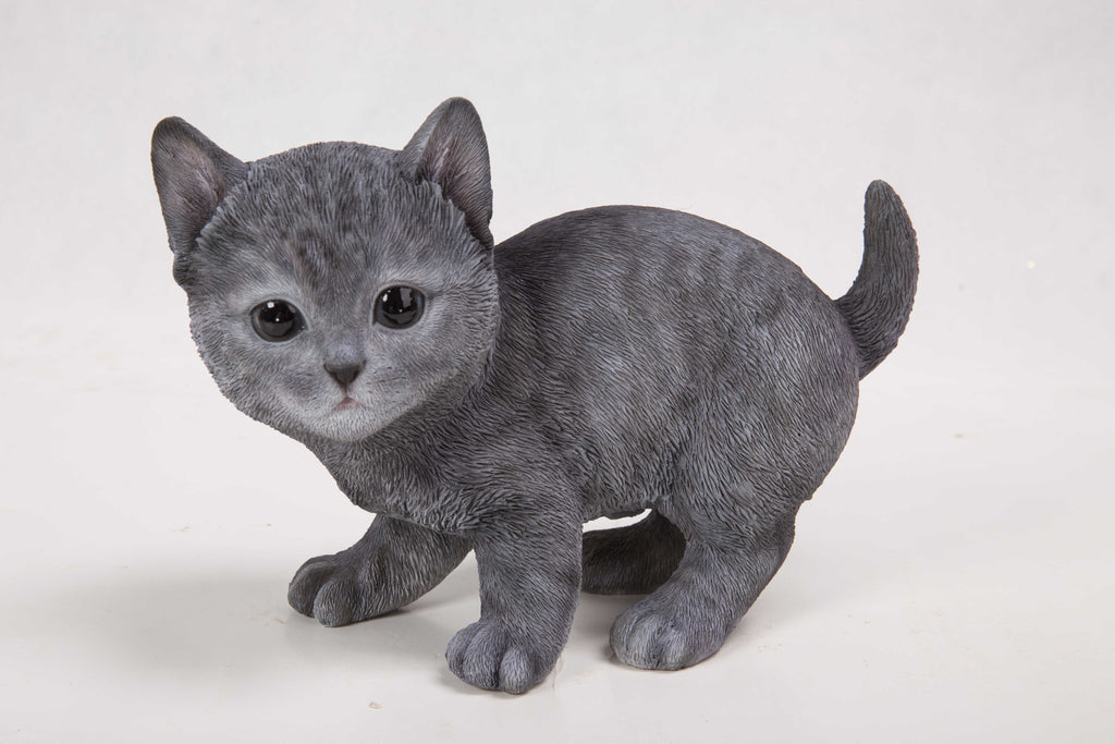 Cat-Russian Blue Kitten