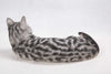 Cat-American Shorthair Lying Down