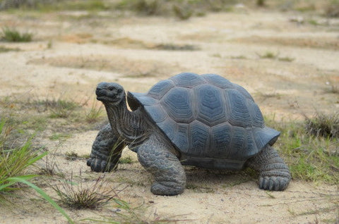 Tortoise - Extra Large