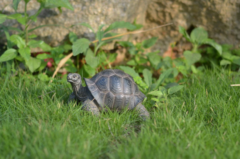 Tortoise Statue - Small