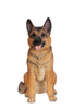 Sitting Dog - German Shepherd - Large