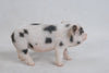 PIG - STANDING BABY PIG W/BLACK SPOTS