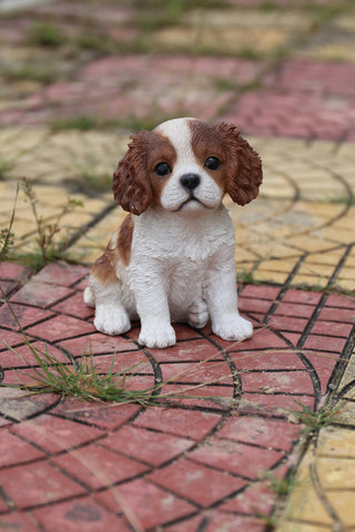 King Charles Puppy