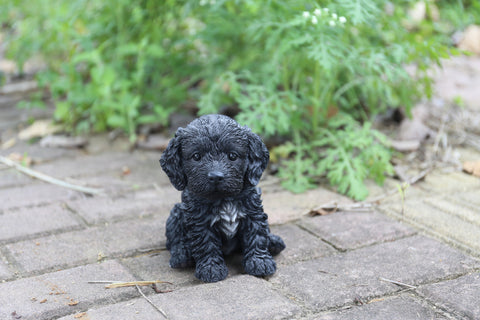 Cockapoo Puppy