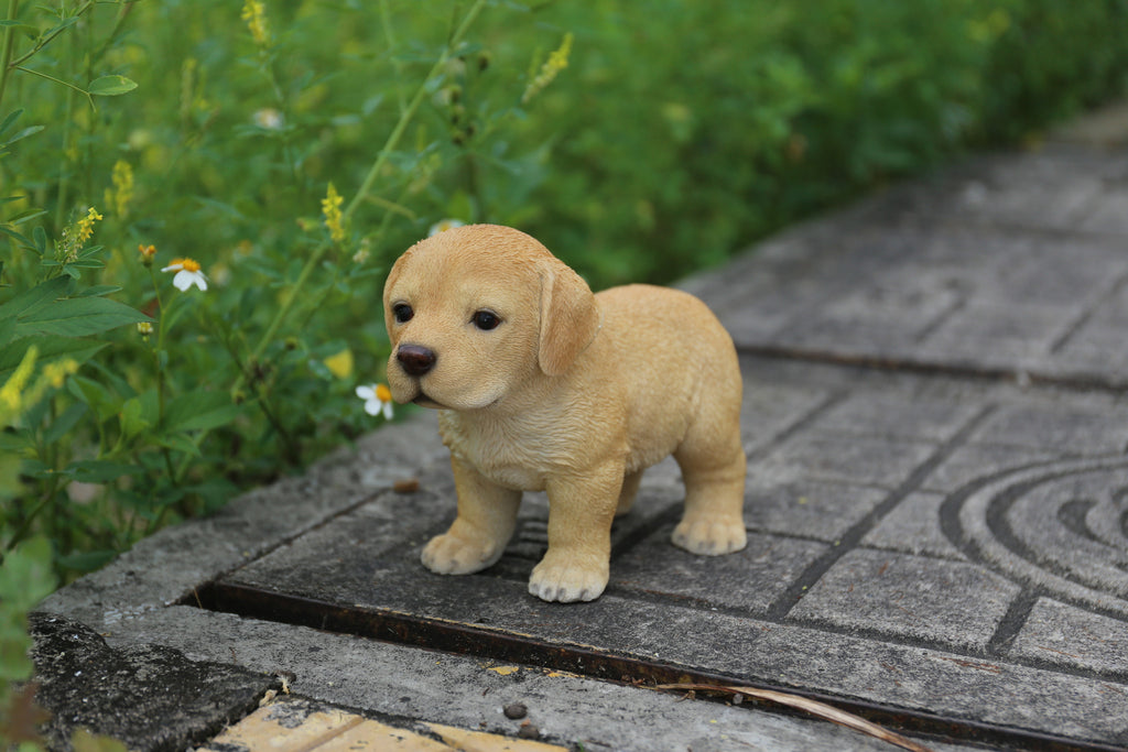 Labrador Puppy Standing - Golden