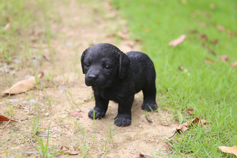 Labrador Puppy Standing - Black