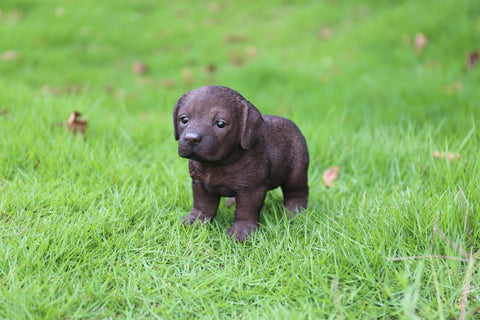 Labrador Puppy Standing - Chocolate