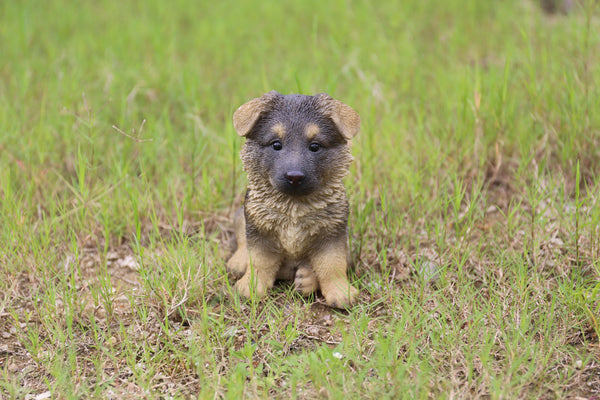 German Shepherd Puppy