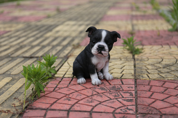 Boston Terrier Puppy