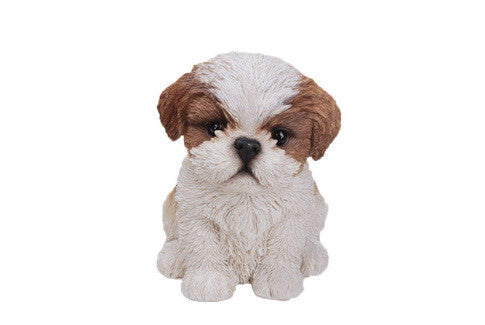 Sitting Shih Tzu Puppy - Brown/White