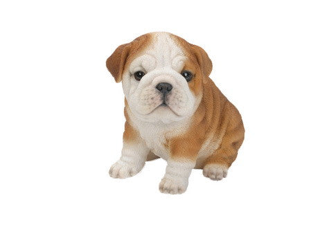 Sitting Bulldog Puppy