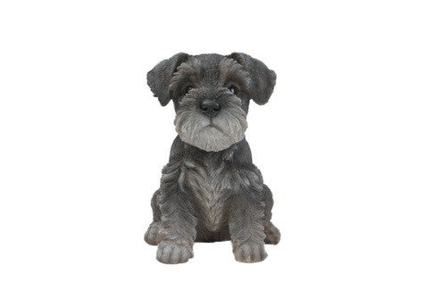 Sitting Schnauzer Puppy