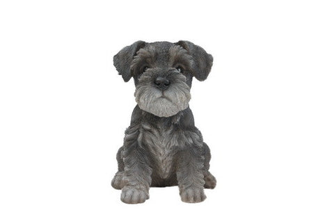 Sitting Schnauzer Puppy