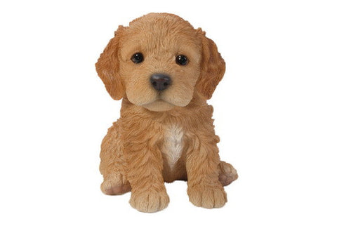 Sitting Cockapoo Puppy